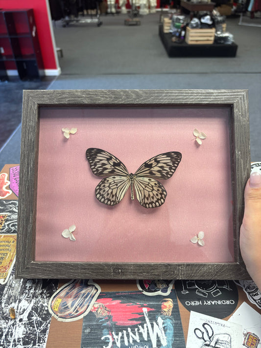 Framed “Paper Kite” Butterfly