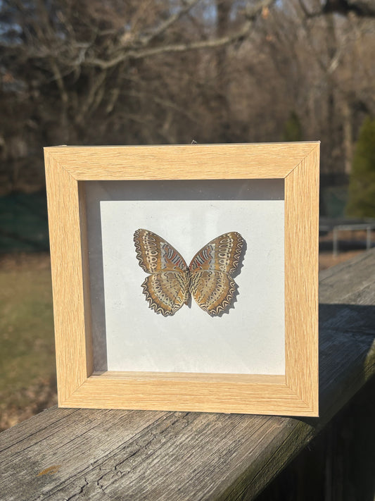 Framed Red Lacewing Butterfly
