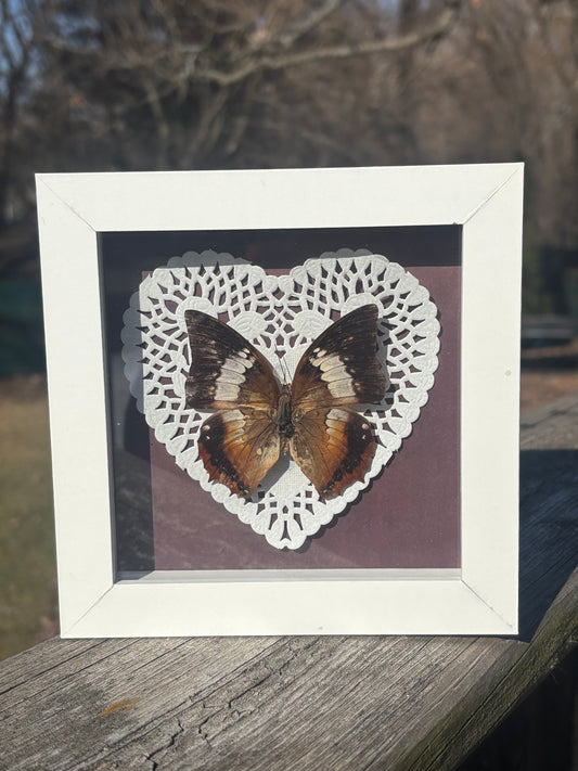 Framed Tawny Rajah Butterfly