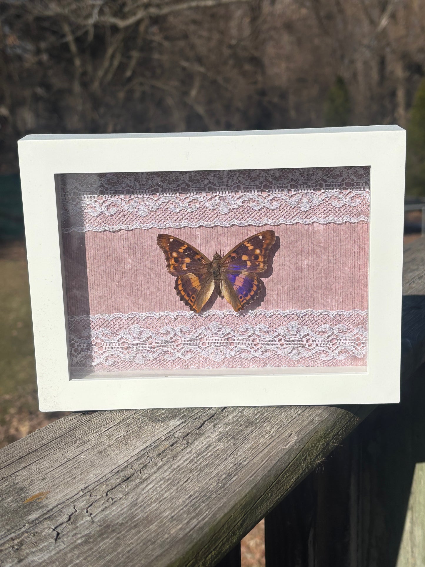 Framed Purple Emporer