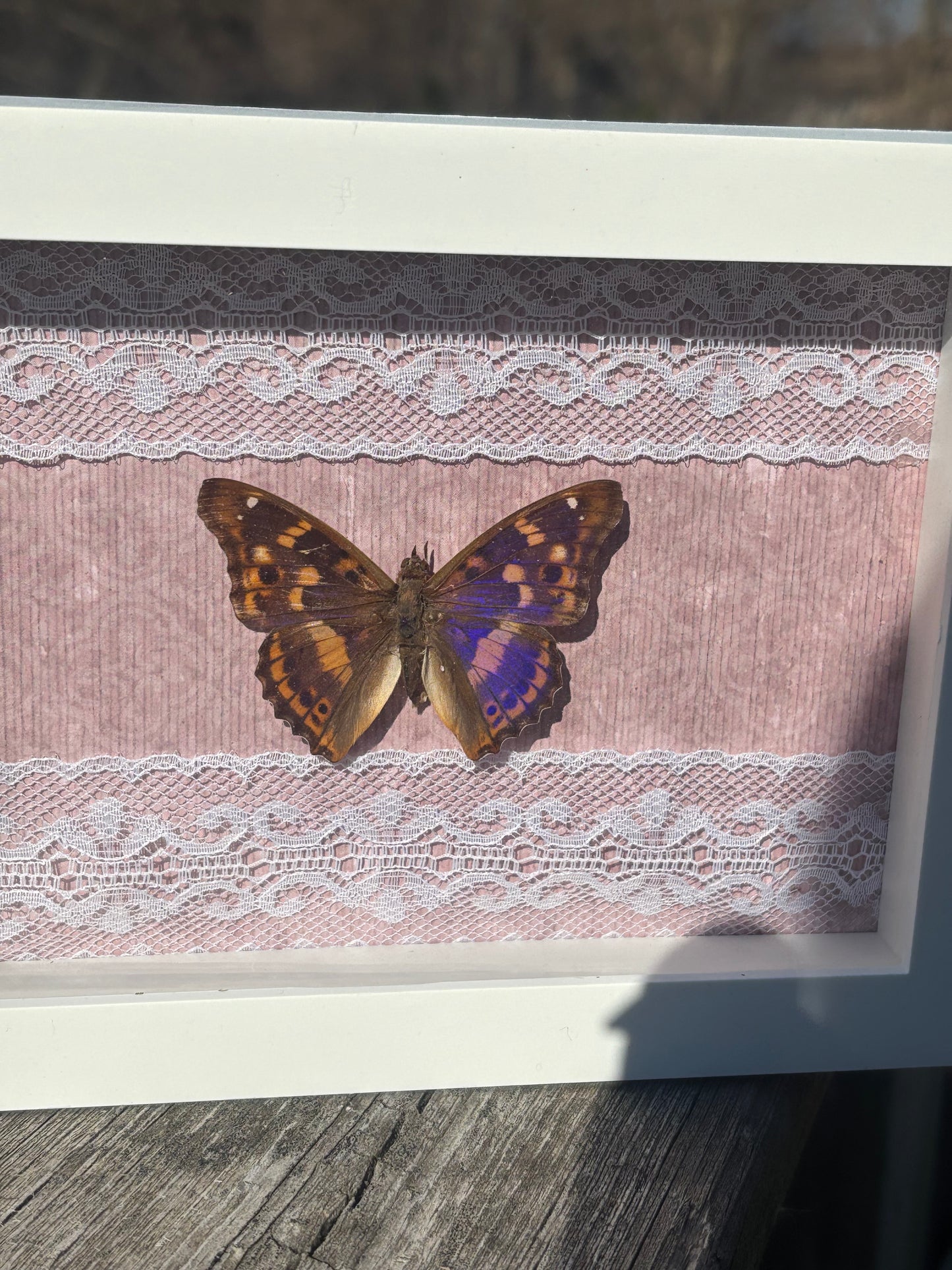 Framed Purple Emporer